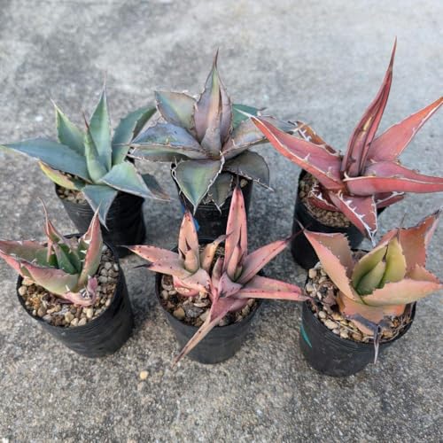 観葉植物 アガベ 種」の人気商品一覧 | 安い商品を通販サイトから探す